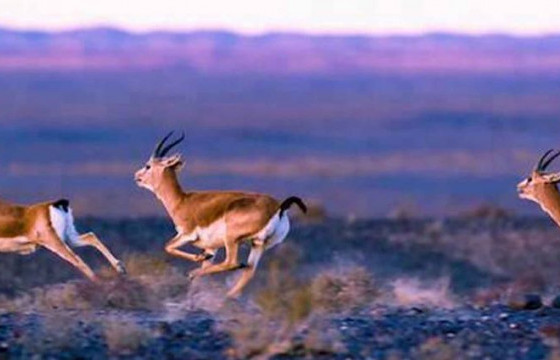 Зэрлэг амьтдын нутгийг тусгай хамгаалалтад авлаа