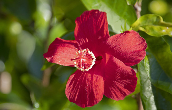 Дэлхийн хамгийн өвөрмөц цэцэг