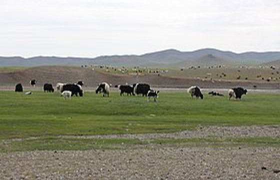 Шаварт унасан үхэр гаргах гэж байгаад усанд осолдож, амиа алджээ