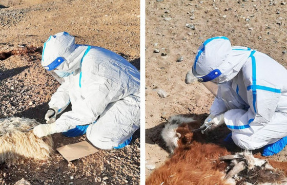 Боом өвчний тандалт шинжилгээ хийлээ