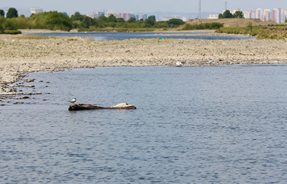 “Амиа хорлоно” гэсэн захиа үлдээгээд явсан охиныг голын эргээс олжээ