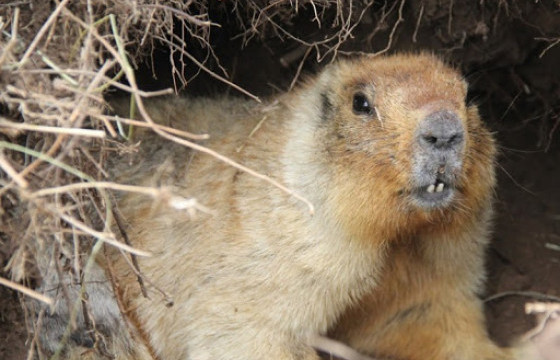 Монгол тарвага сэргээн нутагшууллаа
