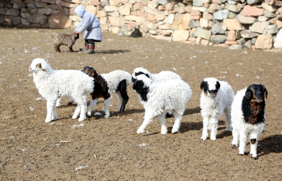 Улсын хэмжээнд 20 сая төл бойжиж байна