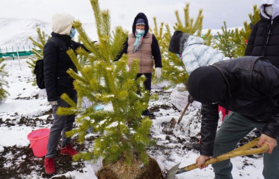 Зам, тээврийн салбар 74.422 мод тарина