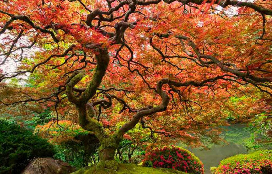 Дэлхийн хамгийн өвөрмөц зургаан мод