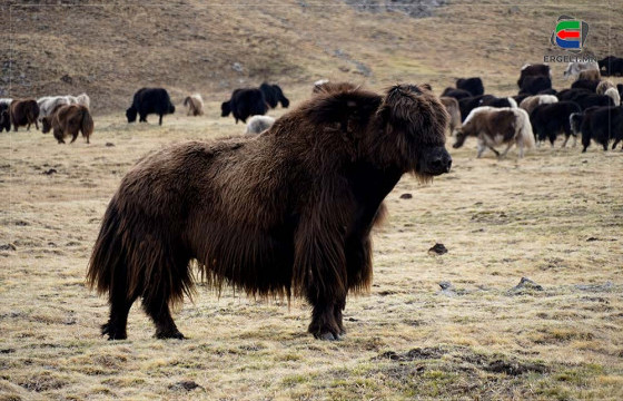 БАЯНХОНГОРЫН НААДАМ “ҮЙМҮҮЛЭГЧ” САРЛАГИЙН ЭЗЭН Д.БАТЖАРГАЛ: НААДМААР ЗҮГГҮЙТСЭН “ФЭЙС БОР” ЧИНЬ МАНАЙ ХОТНЫ ХАМГИЙН НОМХОН НЬ ШҮҮ ДЭЭ II