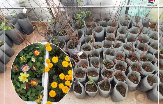 ӨДРИЙН СУРВАЛЖИЛГА: Мандлын цэцэг үнэ хямд, арчилгаа багатай тул иргэд ихээр худалдан авч байна