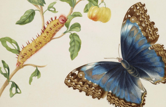 Анхны эмэгтэй экологич шавж судлалын ухааныг өөрчилсөн нь