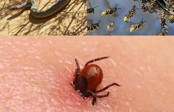 ЗӨВЛӨМЖ: Хачиг, зөгий болон могойд хатгуулсан тохиолдолд дараах арга хэмжээг аваарай