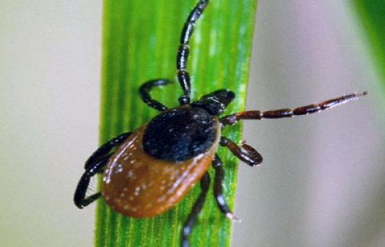 Хачигт хазуулаад удвал тархи нугасны өвчин үүсдэг