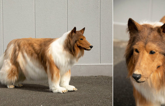 Нэгэн япон эр хоёр сая иен зарцуулж, өөрийгөө “нохой” шиг болгожээ