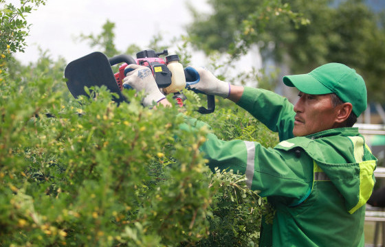 Богдын музейн хашааны оронд 2840 гоёлын мод тарьжээ