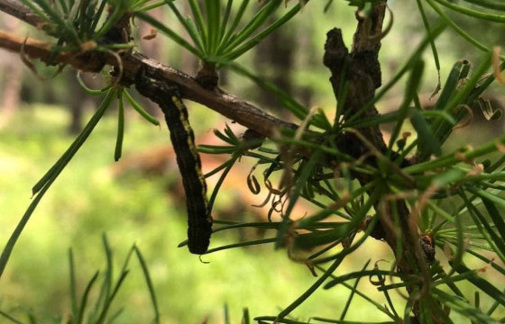 Хөдөө аж ахуйн ээлжит тооллого нийслэлд эхэллээ