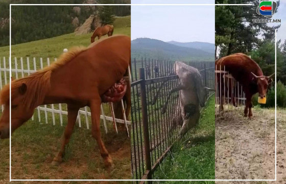 ТӨМӨР ХАШААНД СҮЛБҮҮЛСЭН АМЬТАД БА ГАЗРЫН НАЙМААНЫ ХӨНӨӨЛ