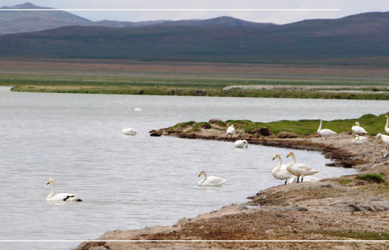 ЗЭГСТЭЙН ГОЛДОО 