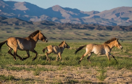 Монгол орны тахийн тоо 1000 давлаа