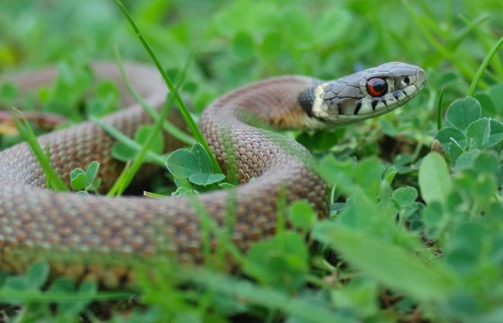 Могойнд хатгуулсан үед авах анхан шатны тусламж