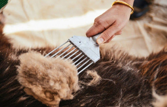 Ноолуур 50-97 мянган төгрөгийн үнэтэй байна