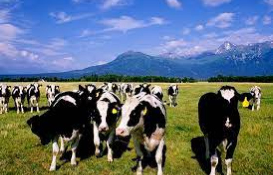 БООМ ӨВЧНӨӨР МАЛ ӨВЧИЛСӨН ҮЕД АВАХ АРГА ХЭМЖЭЭ