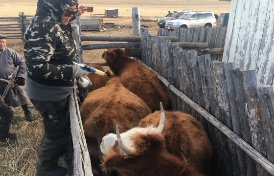Монгол Улсыг үхрийн цээж өвчингүй, эрүүл бүс болохыг баталгаажуулсан гэрчилгээ олголоо