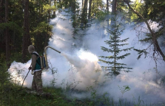 Чингэлтэй, Сүхбаатар дүүргийн ойн санд хортон шавж устгалын бодис цацна