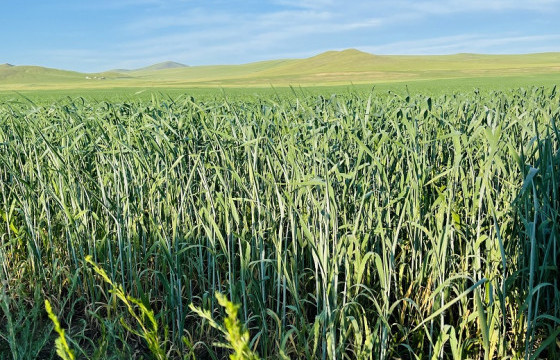 ЗӨВЛӨМЖ: Тариалалтын үед гарч болох хөнөөлт организмуудын эрсдэлүүдээс хэрхэн урьдчилан сэргийлэх вэ