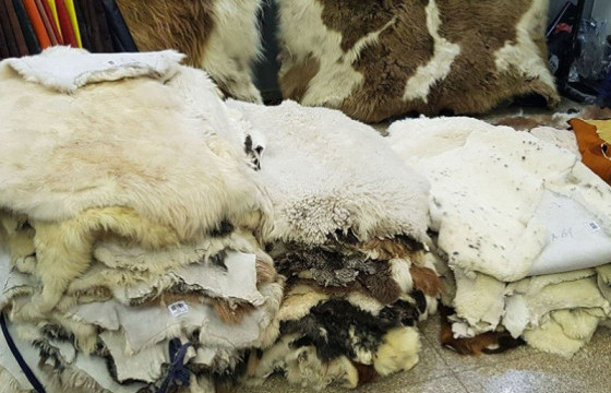 Арьс шир, ноосны урамшуулалыг олгож эхлэлээ