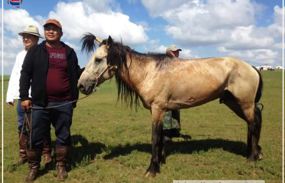 АЛДАРТ УЯАЧ Э.МӨНХ-ЭРДЭНЭ: Магнай халиун азарганыхаа урд туурайг нь авч үлдээд, Шаргын ууландаа тавьсан даа