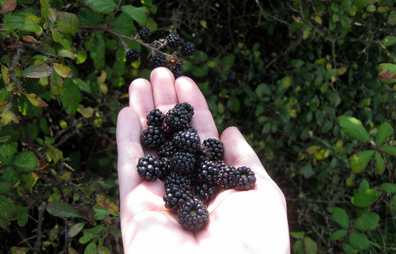 Жимс, самрыг хэрхэн байгальд ээлтэй түүх вэ