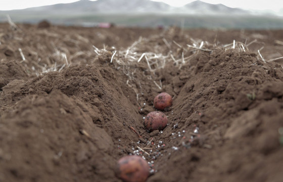 Энэ жил 19.7 мянган га талбайд төмс тарьжээ