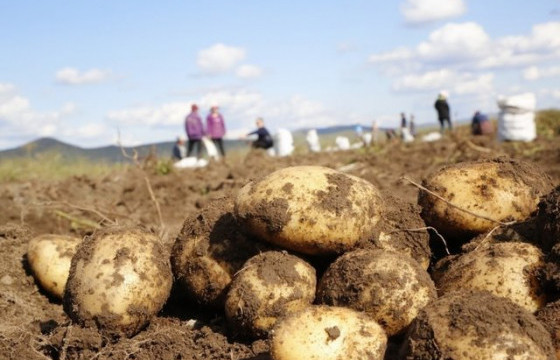  Тариаланчид эрт ургацын төмсөө хурааж эхэлжээ