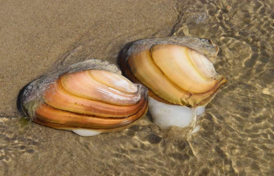 Буйр нуураас хясаа түүж, чанаж идэхгүй байхыг аялагчдад зөвлөв