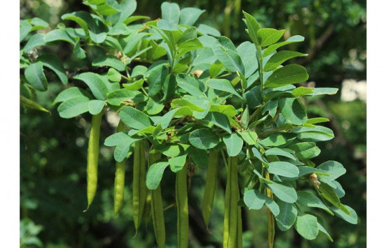 Шар хуайсны үрийг наймдугаар сард түүнэ