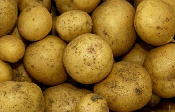  Эрт ургацын төмс худалдаанд гарч эхэллээ