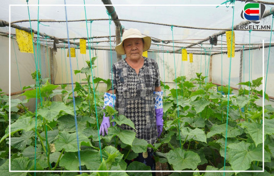 ӨДРИЙН СУРВАЛЖИЛГА: ДАМБАДАРЖААГИЙН ТАНСАГ ТАРИАЛАНЧ