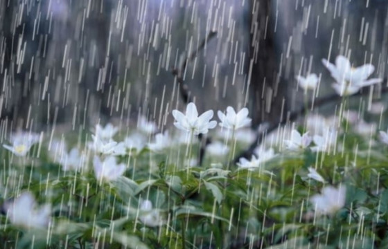 ЗУРВАС: БОРООТОЙ ӨДРИЙН ДУРСАМЖ