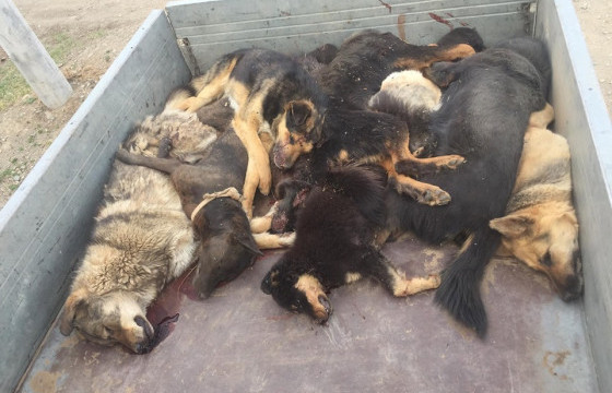 Б.МӨНХБАЯР: БУУНЫ СУМ ХОМСТОЖ, ҮНЭ НЬ  НЭМЭГДСЭН УЧИР МУУР, НОХОЙГ УСТГАЖ ЧАДАХГҮЙ БАЙНА