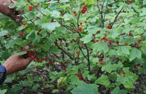 Жимс түүхээр гараад төөрсөн эмэгтэйг эсэн мэнд олжээ