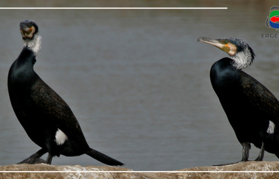 БАЙР СУУРЬ: ТУРАГ ГОГОЙ БУЮУ 