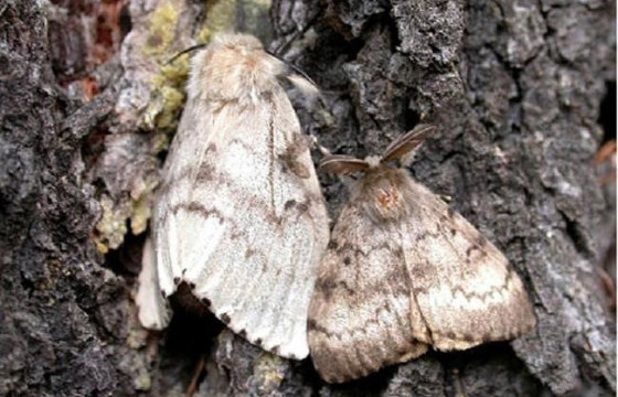ЗӨВЛӨМЖ: Хүр эрвээхэй, хар хорхойн тархалт ихтэй үед газар унтахдаа чихэндээ хөвөн хийх хэрэгтэй