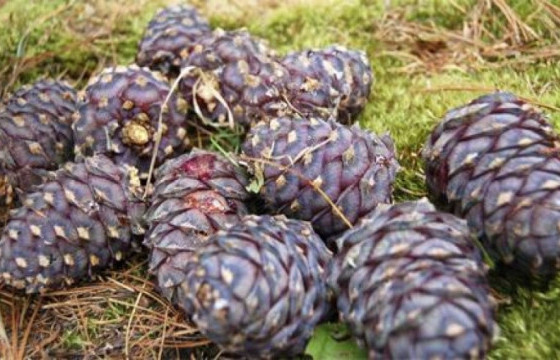 Зөвшөөрөлгүйгээр самар түүвэл 1-2 жилийн хорих ял онооно