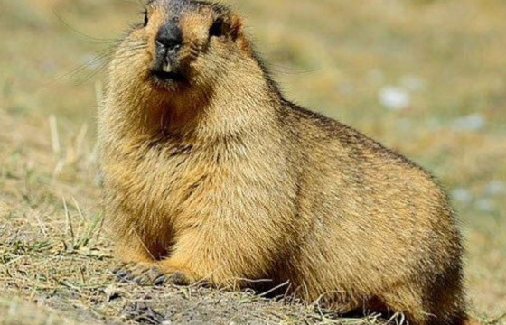 ГОВЬ-АЛТАЙ АЙМГИЙН ЕСӨНБУЛАГ СУМД ТАРВАГАН ТАХЛЫН СЭЖИГТЭЙ ТОХИОЛДОЛ ИЛЭРЛЭЭ 