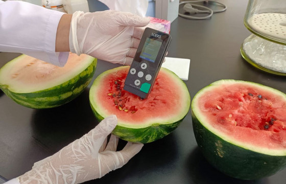 Мэргэжлийн хяналтын байгууллагаас тарвас, хүнсний ногоонд шинжилгээт хяналт хийж байна