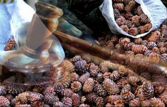 Зөвшөөрөлгүй самар түүвэл таван саяар торгоно