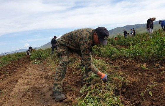 Ургац хураалтад 1500 гаруй цэрэг, оюутан ажиллаж байна