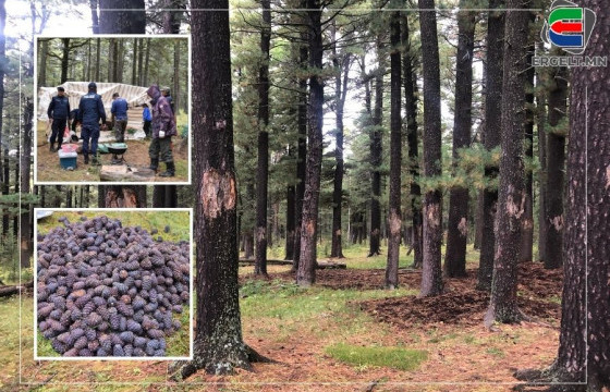 ШУУДАЙ САМАРНЫ ТӨЛӨӨ ДАРХАН ЦААЗАТ ГАЗРЫН МОДДЫГ 