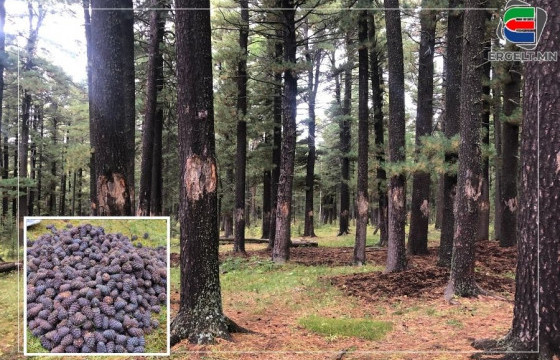 ФОТО СУРВАЛЖИЛГА: БОГДХАН УУЛАН ДАХЬ ХУУЛЬ БУС САМАРЧДЫН ЭРГЭН ТОЙРОНД