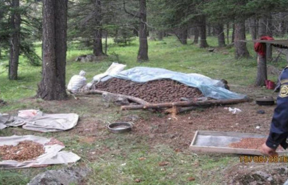 Самар түүж байсан иргэн модноос унаж, нас баржээ