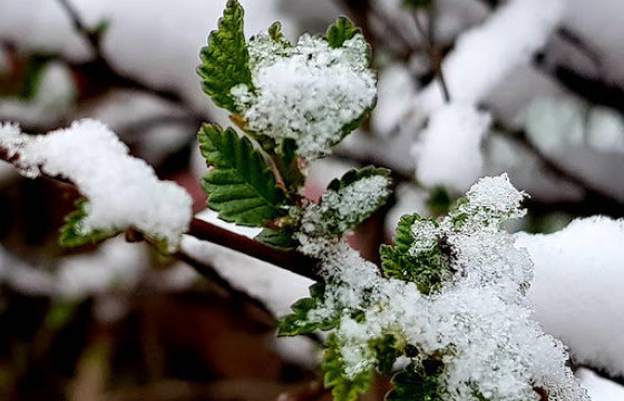 Төв аймгуудын нутгийн хойд хэсгээр цас орно