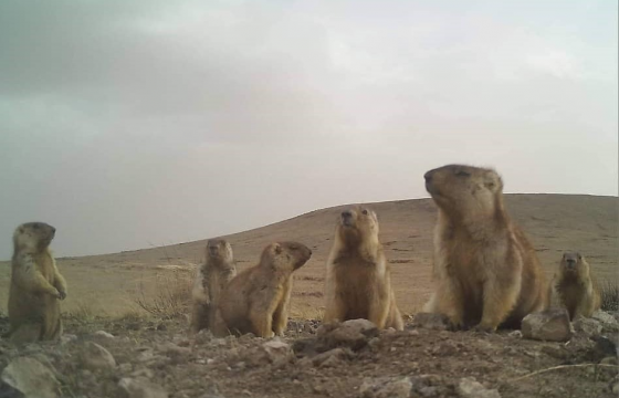 Монгол тарваганы тархац, тоо толгой, нягтшилын судалгааны ажил хийж байна
